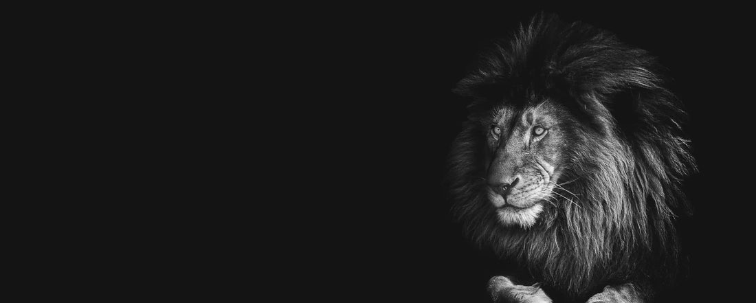 Stay Hungry